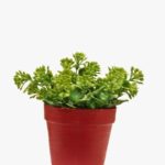 Plastic Plant Pot - Small Plastic Pot For Plants - Multi Color - 1 Piece