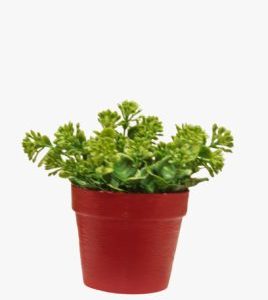 Plastic Plant Pot – Small Plastic Pot For Plants – Multi Color – 1 Piece