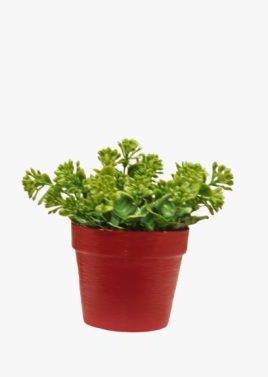 Plastic Plant Pot - Small Plastic Pot For Plants - Multi Color - 1 Piece